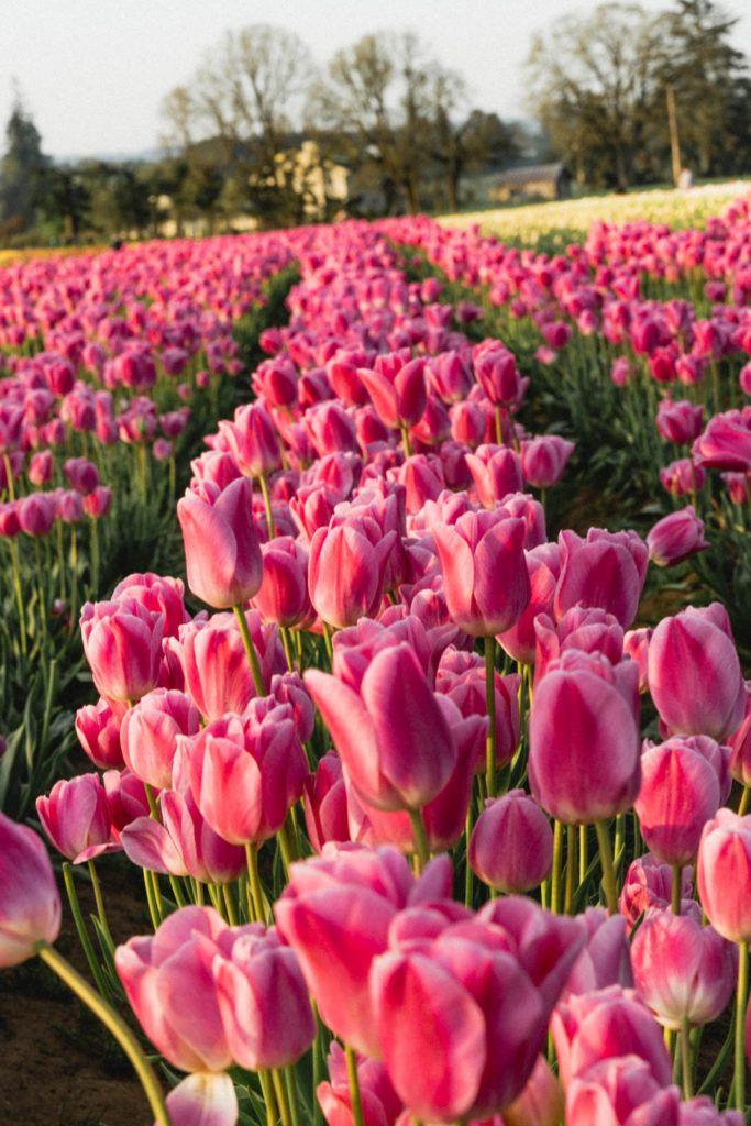 Twilight Serenity Floral Array - Peaceful Petal Dance